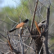 "Burchell´s Coucal" Kruger National Park, South Africa